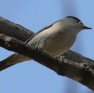 Blackcap