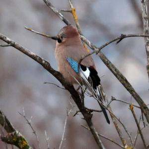 Eurasian Jay