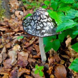 Magpie Ink-cap