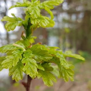 Pedunculate Oak