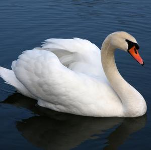 Mute Swan