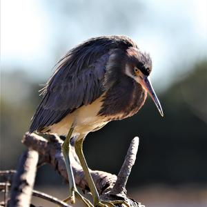 Little Blue Heron