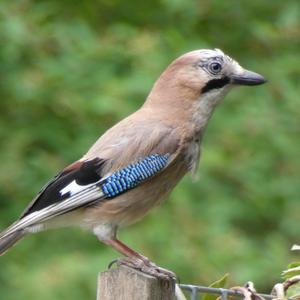 Eurasian Jay