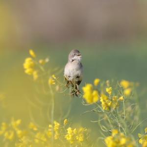 Common Whitethroat