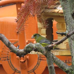 European Greenfinch