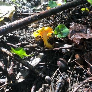 Chanterelle, Common