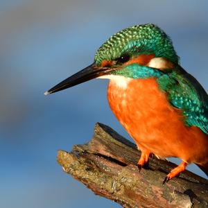 Common Kingfisher