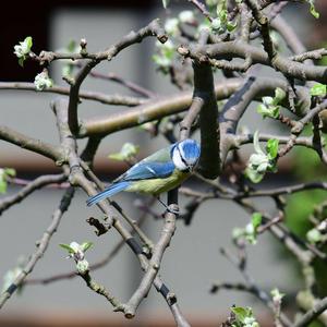 Blue Tit