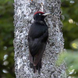 Black woodpecker