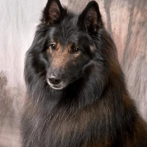 Belgian Tervuren