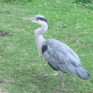 Grey Heron