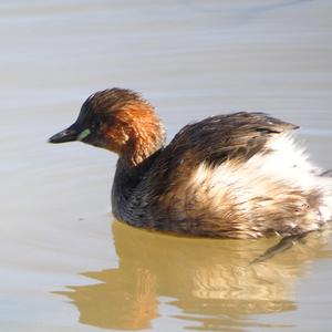 Little Grebe