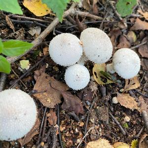 Gem-studded Puffball