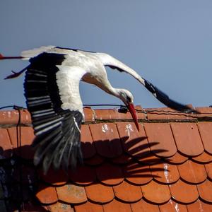 White Stork