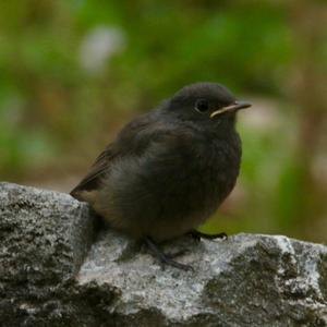 Black Redstart