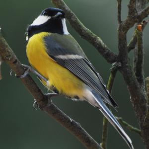 Great Tit