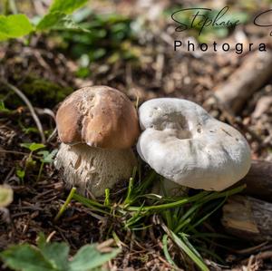 King Bolete