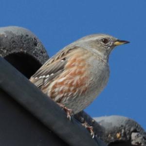 Alpine Accentor