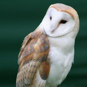 Barn Owl