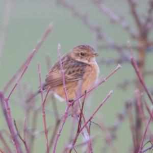 European stonechat