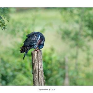 Common Wood-pigeon