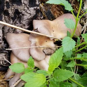 Oyster Mushroom