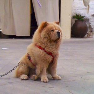 Unknown Breed