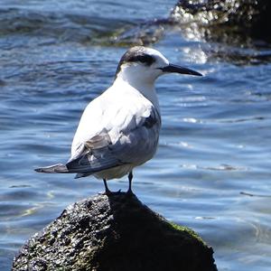 Sandwich Tern