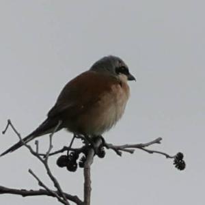 Red-backed Shrike