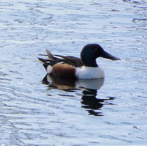 Red Shoveler