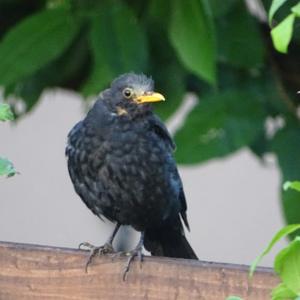 Eurasian Blackbird