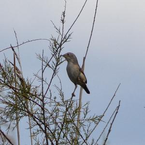 Subalpine Warbler