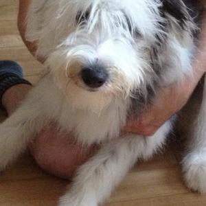 Bearded Collie