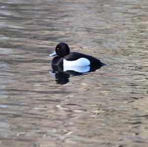 Tufted Duck