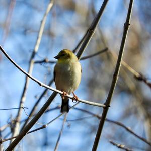 American Goldfinch