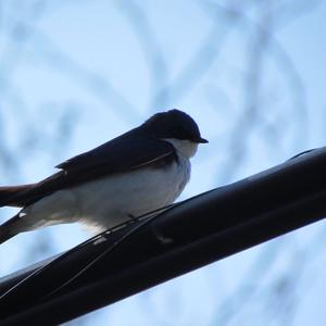 Tree Swallow