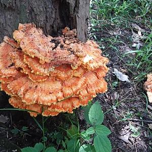 Chicken Mushroom