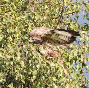 Mäusebussard