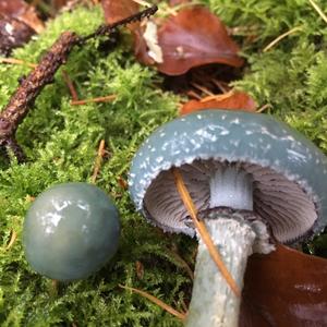 Green Stropharia