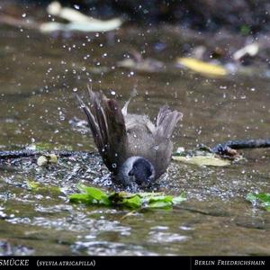 Blackcap