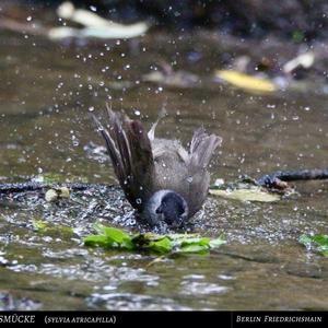 Blackcap