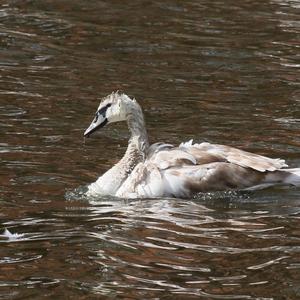 Mute Swan