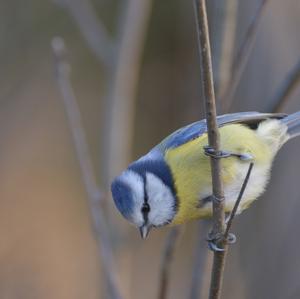 Blue Tit