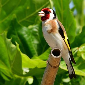 European Goldfinch