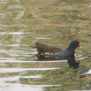 Common Moorhen