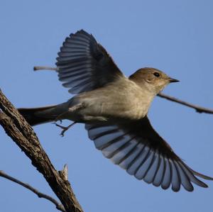 European Pied Flycatcher