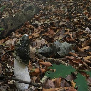 Stinkhorn, Common