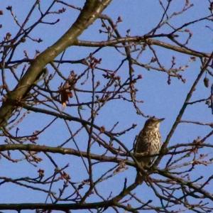 Mistle Thrush