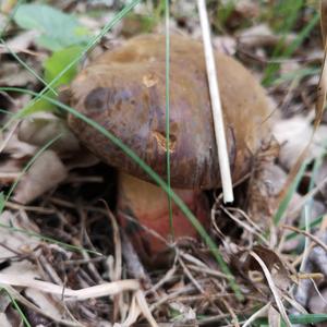 Dotted-stem Bolete