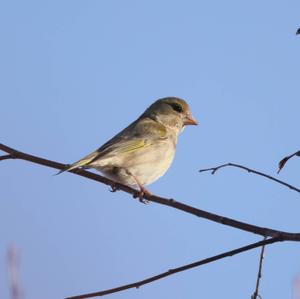 European Greenfinch